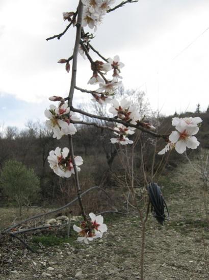 Name:  badem1.jpg
Views: 1412
Size:  36.9 KB