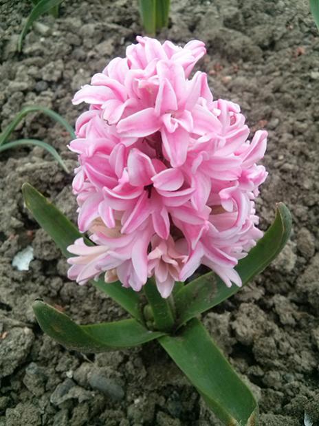 Name:  CAM01108.jpg
Views: 886
Size:  53.0 KB