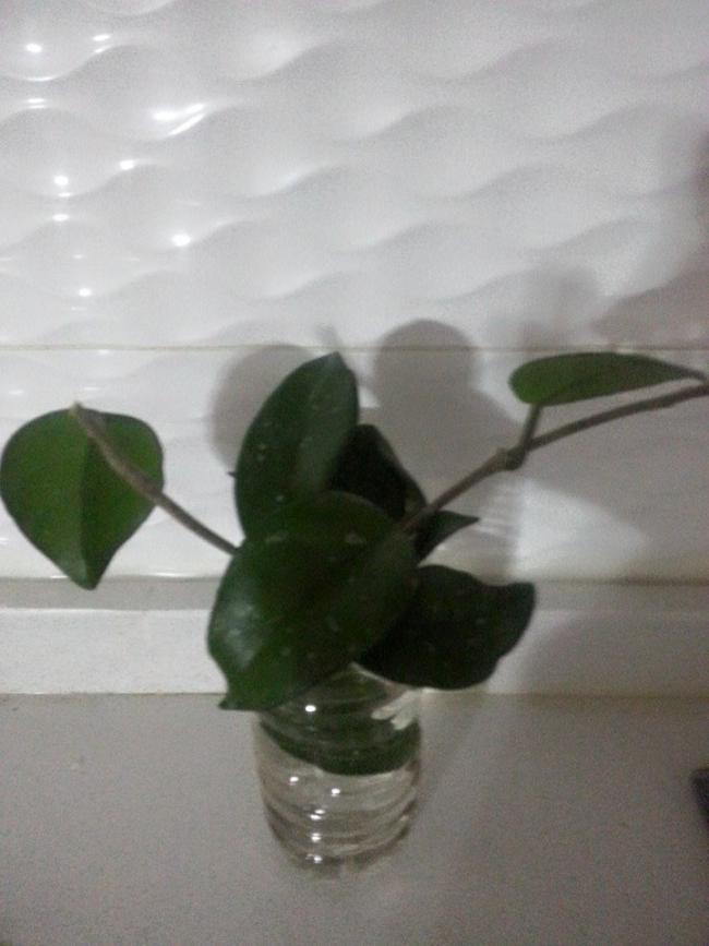 Name:  11070774_10153141104208415_3078040050545755132_n.jpg
Views: 629
Size:  50.1 KB