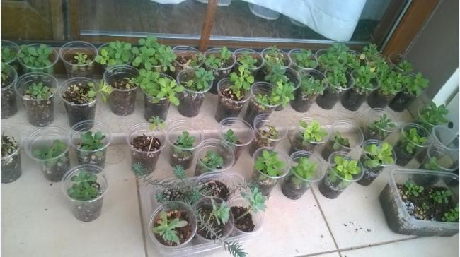 Name:  aubrieta 13.03.jpg
Views: 983
Size:  43.0 KB