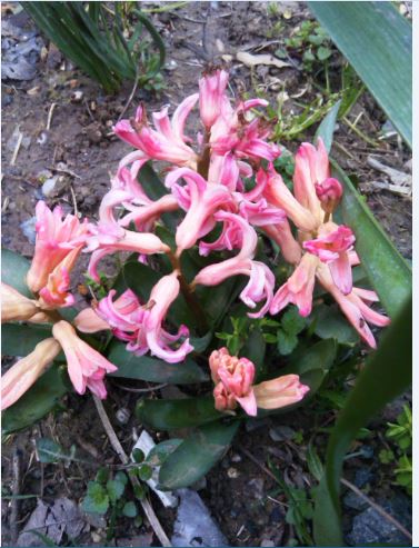 Name:  Ekran Alnts8.JPG
Views: 358
Size:  55.6 KB