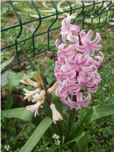 Name:  Ekran Alnts13.JPG
Views: 622
Size:  51.2 KB