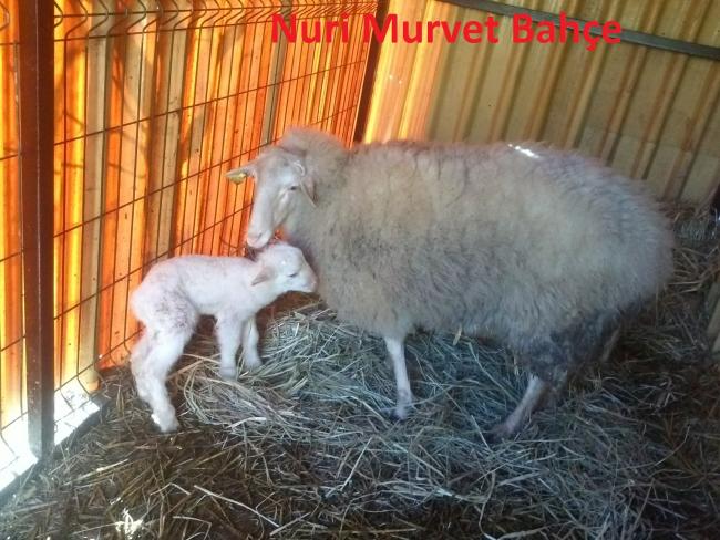 Name:  Nuri Murvet Bahe..jpg
Views: 710
Size:  63.7 KB