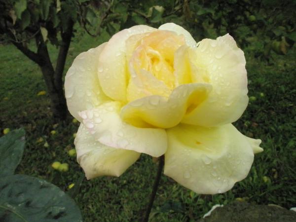 Name:  PB281442.jpg
Views: 1105
Size:  35.5 KB