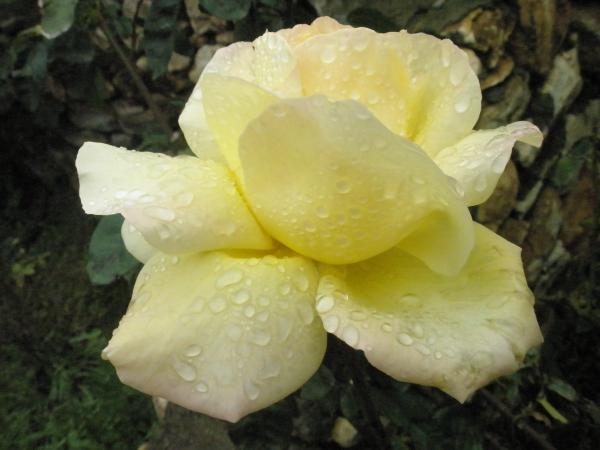 Name:  PB281444.jpg
Views: 1093
Size:  31.8 KB