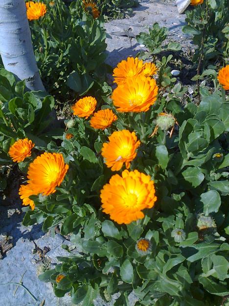 Name:  Fotoraf2041.jpg
Views: 566
Size:  77.6 KB