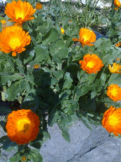 Name:  Fotoraf2040.jpg
Views: 575
Size:  76.7 KB