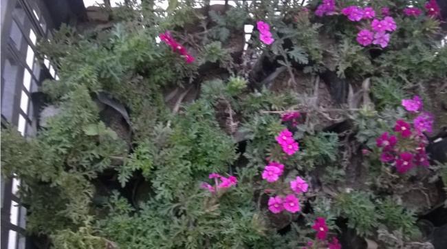 Name:  7 verbena.jpg
Views: 1260
Size:  47.1 KB
