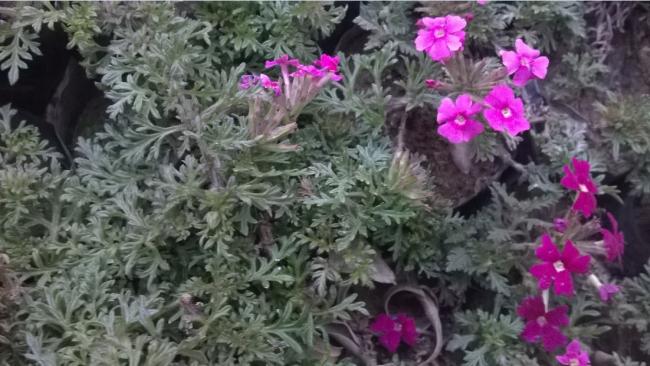 Name:  8 verbena.jpg
Views: 1272
Size:  50.0 KB