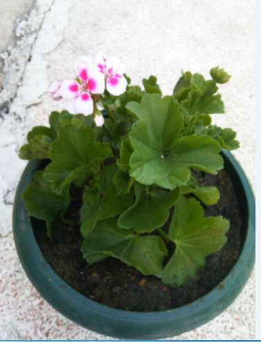 Name:  Ekran Alnts2.JPG
Views: 392
Size:  36.7 KB