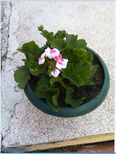 Name:  Ekran Alntsg.JPG
Views: 379
Size:  49.8 KB
