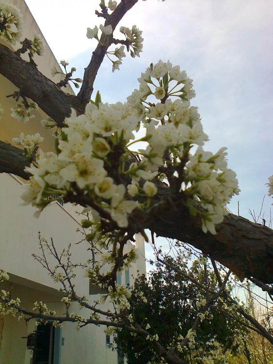 Name:  Fotoraf2051.jpg
Views: 529
Size:  73.8 KB