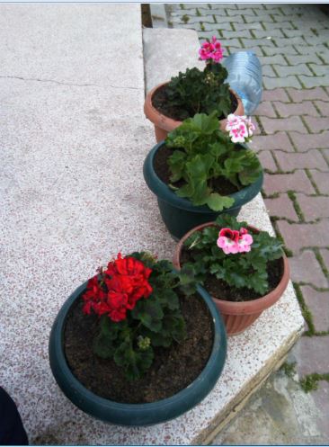 Name:  Ekran Alnts.JPG
Views: 426
Size:  47.1 KB