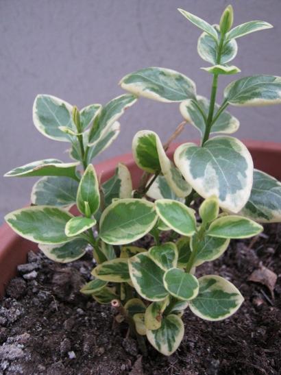 Name:  vinca.jpg
Views: 1169
Size:  37.8 KB