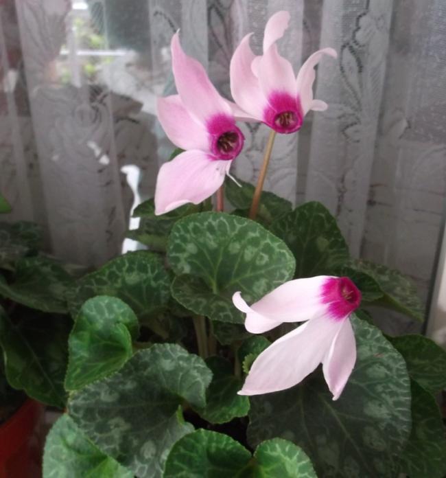 Name:  DSCF6771.jpg
Views: 427
Size:  45.9 KB