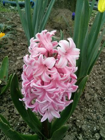 Name:  CAM01278.jpg
Views: 851
Size:  33.9 KB
