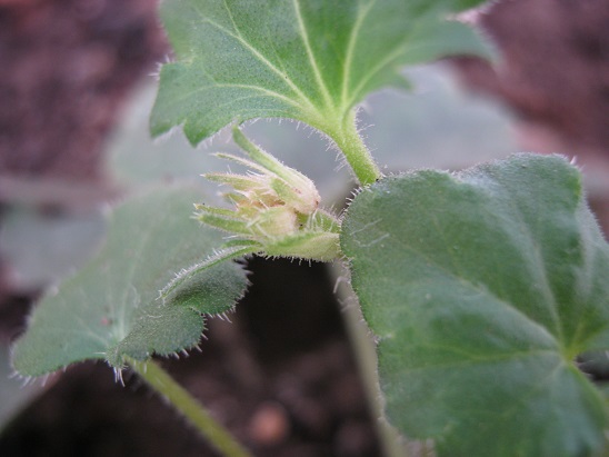 Name:  heuchera.jpg
Views: 939
Size:  62.5 KB