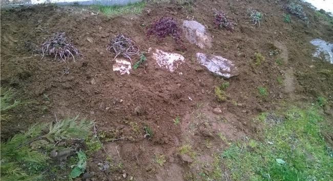 Name:  sedum1.jpg
Views: 1031
Size:  62.5 KB