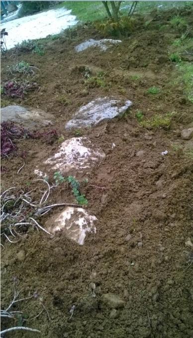 Name:  sedum3.jpg
Views: 1008
Size:  66.2 KB
