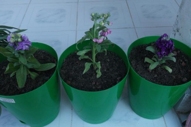 Name:  DSCF6804.jpg
Views: 364
Size:  30.6 KB