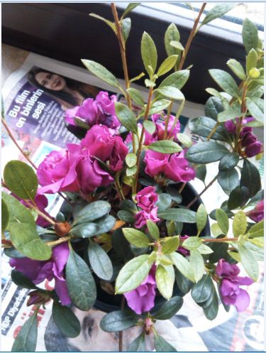 Name:  Ekran Alnts2.JPG
Views: 643
Size:  54.6 KB