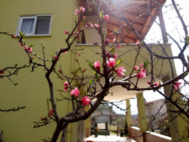 Name:  DSC04890.jpg
Views: 797
Size:  51.0 KB