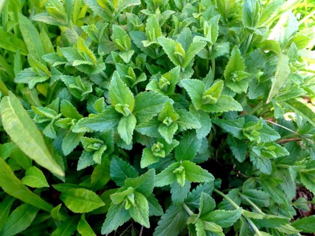 Name:  veroica blue.jpg
Views: 807
Size:  69.6 KB