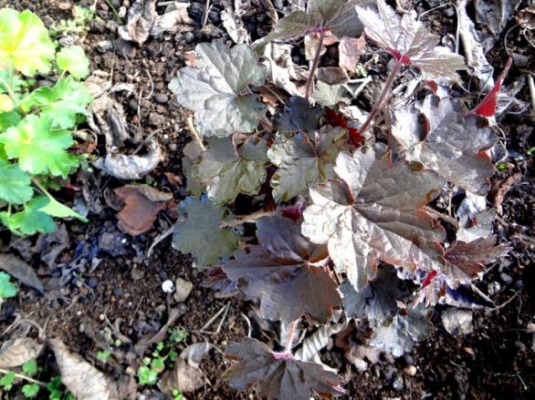 Name:  HEUCHERA.jpg
Views: 808
Size:  73.5 KB