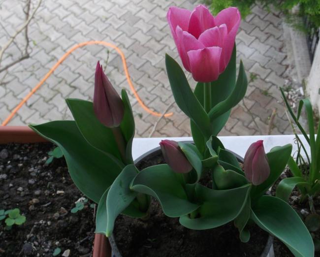 Name:  DSCF6815.jpg
Views: 485
Size:  46.0 KB