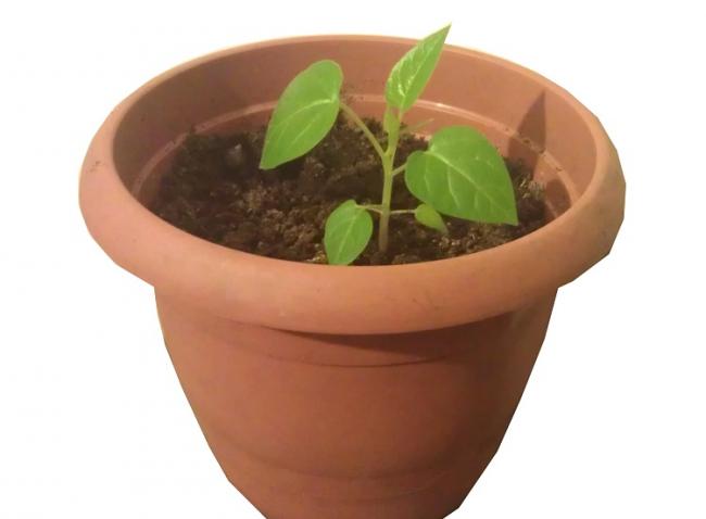 Name:  tamarillo.jpg
Views: 1219
Size:  20.3 KB