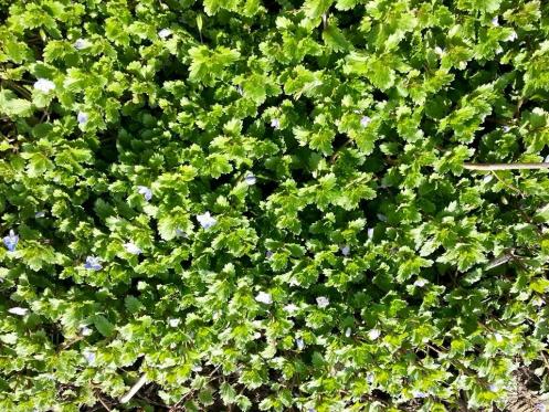 Name:  11108836_10153203915063415_7567083088637013033_n.jpg
Views: 718
Size:  76.4 KB