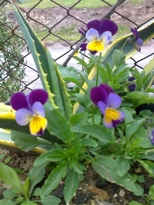 Name:  Fotoraf2148.jpg
Views: 440
Size:  76.1 KB