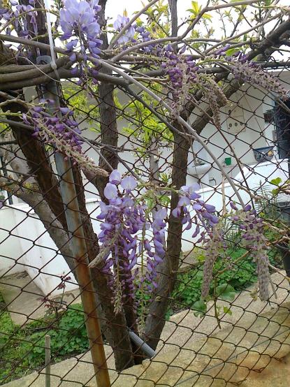 Name:  Fotoraf2142.jpg
Views: 452
Size:  79.2 KB