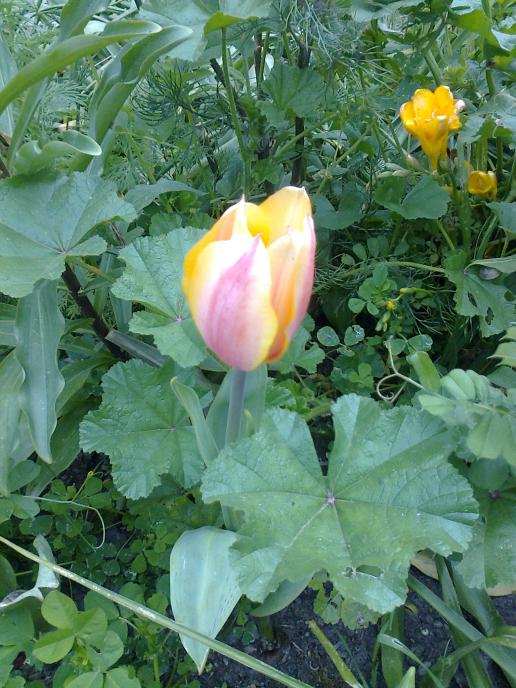 Name:  Fotoraf2143.jpg
Views: 447
Size:  74.8 KB