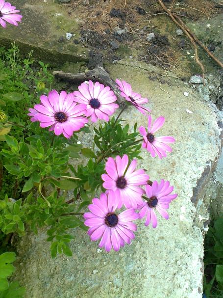 Name:  Fotoraf2090.jpg
Views: 448
Size:  75.2 KB