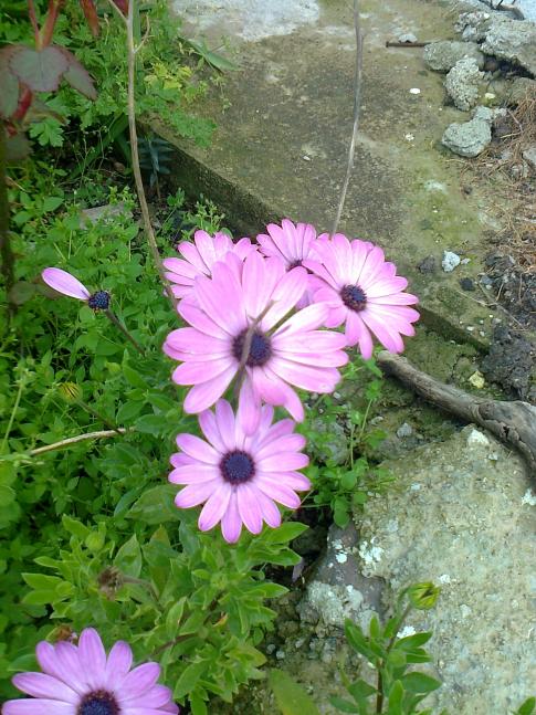Name:  Fotoraf2091.jpg
Views: 435
Size:  76.0 KB