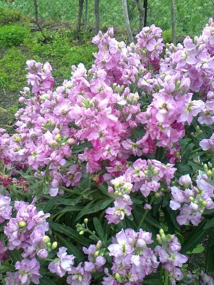 Name:  Fotoraf2117.jpg
Views: 430
Size:  79.1 KB