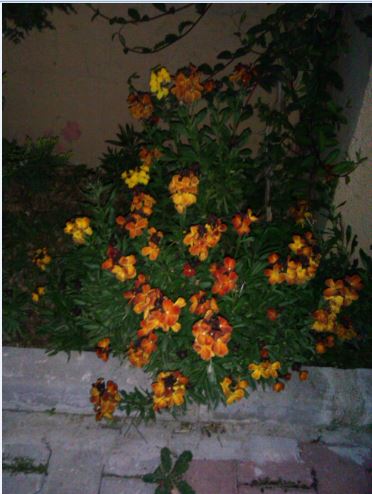 Name:  Ekran Alntsz.JPG
Views: 752
Size:  41.8 KB