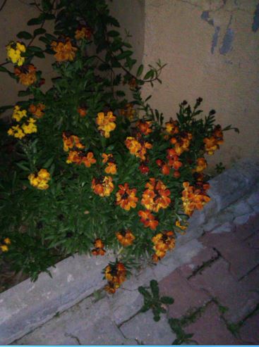 Name:  Ekran Alntsc.JPG
Views: 763
Size:  41.3 KB