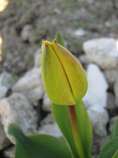 Name:  lale1.jpg
Views: 906
Size:  20.0 KB