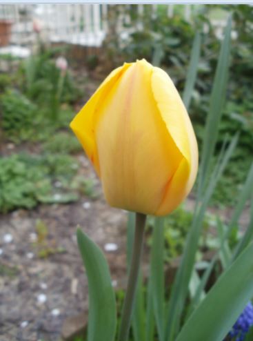 Name:  lale4.JPG
Views: 397
Size:  29.6 KB