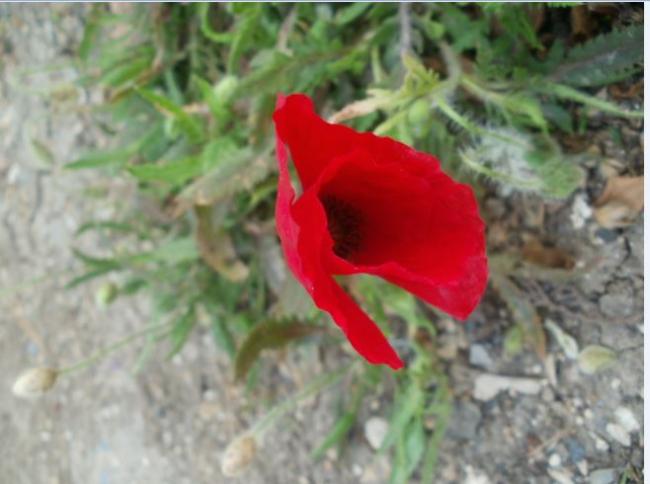 Name:  gel.jpg
Views: 703
Size:  37.5 KB
