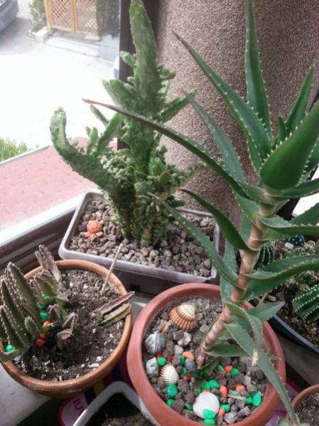Name:  12(450 x 600).jpg
Views: 416
Size:  54.5 KB