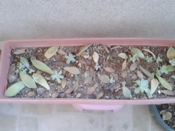 Name:  3 (600 x 450).jpg
Views: 674
Size:  39.2 KB
