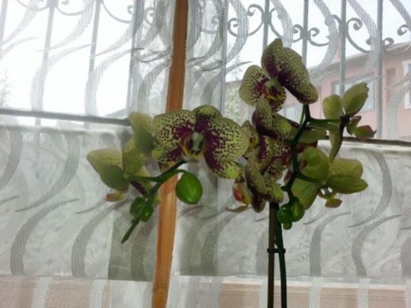 Name:  32a (600 x 450).jpg
Views: 417
Size:  39.6 KB