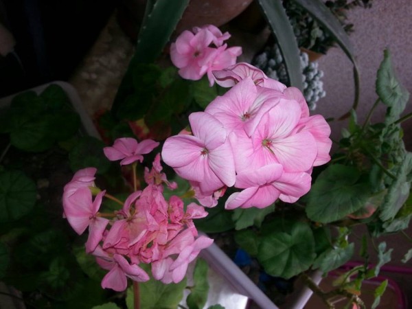 Name:  7a (600 x 450).jpg
Views: 395
Size:  57.6 KB