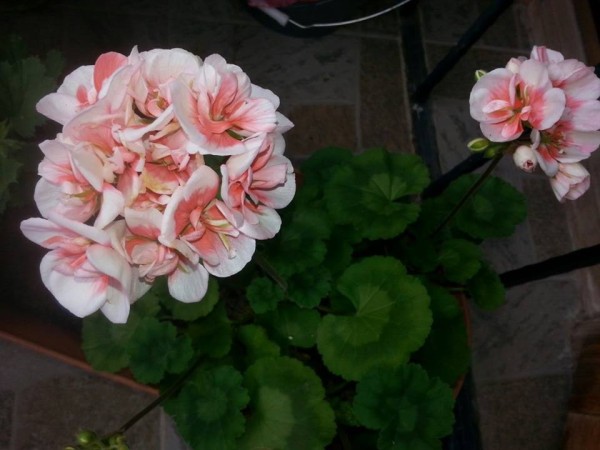Name:  46a (600 x 450).jpg
Views: 419
Size:  54.3 KB