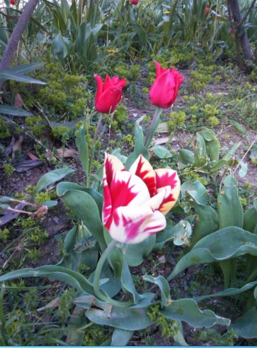 Name:  le.JPG
Views: 313
Size:  55.6 KB