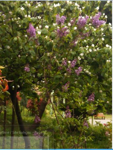 Name:  ley.JPG
Views: 334
Size:  55.8 KB
