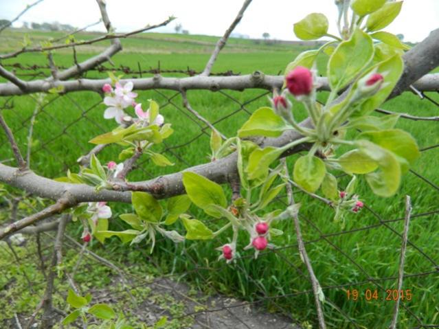 Name:  Resim 719.jpg
Views: 1235
Size:  57.8 KB